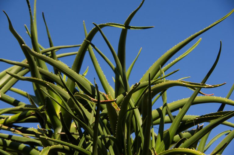 L’aloe vera, une mise en beauté à tous les niveaux