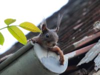 Gouttière Un coté esthétique évident pour l’Aluminium 