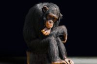 Les rites funéraires des chimpanzés
