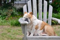 Fatigue et fêtes de fin d’année