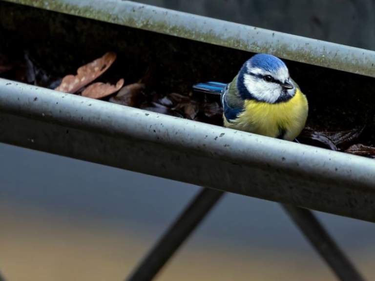 L’importance de nettoyer les gouttières de sa toiture